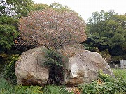 お化け岩を割って伸びる柿の木