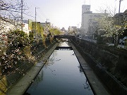 津門川と桜