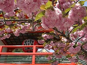 門戸厄神の八重桜
