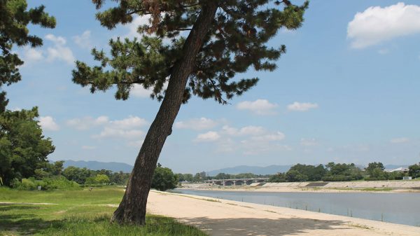 武庫川河川敷緑地の一本松