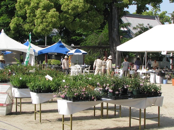 フラワーフェスティバル2012 フラワーフェスティバル2012