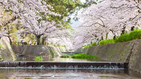 夙川の桜の写真で西宮クオリティを表現