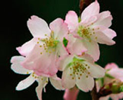 西宮のご当地桜 夙川舞桜 羽衣橋の南側や六湛寺公園の中にも植えられている (2007年4月2日撮影) 「桜は少し表情が違うと、新種か否か、命名するか否かと論議をよびます。人間でも兄弟で顔が少しずつ違うように、その程度は桜の個性なんです。育種家の方は新種発見することも目的の一つなので、どんどん品種が増えていくことが、ある意味で喜びなのかもしれません。しかし樹木医として樹木保護の観点から考えると、市民に愛される桜の名所で自然偶発的に生まれた新種…それこそが本物の新種だと考えます」