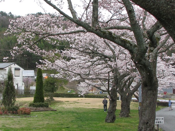 ゴルフ場の入り口の桜はほぼ満開