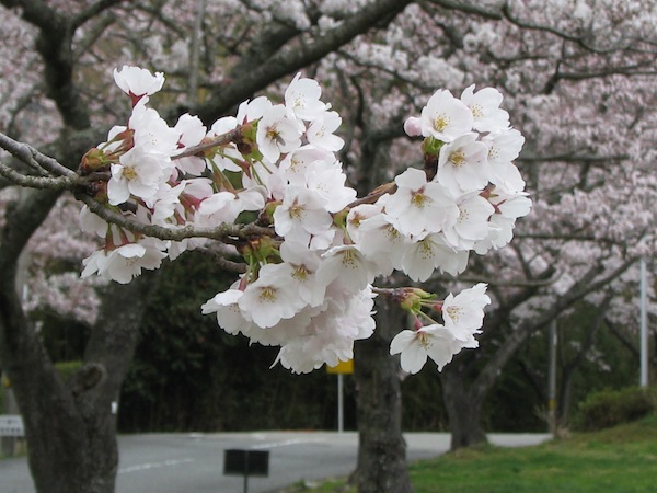 ゴルフ場の入り口の桜はほぼ満開