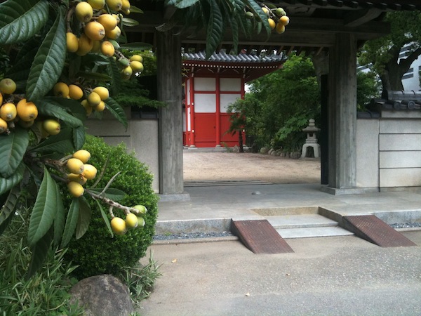 海清寺の門の前にはビワの木がありました。もう一ヶ月程したらビワの季節ですね。