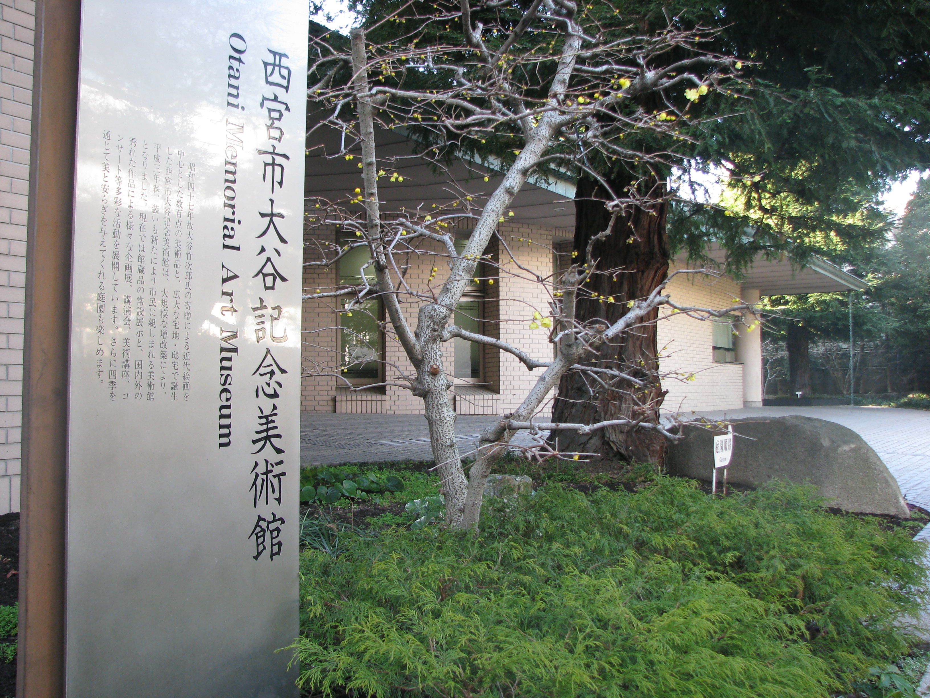 蠟梅（ロウバイ）咲く大谷記念美術館