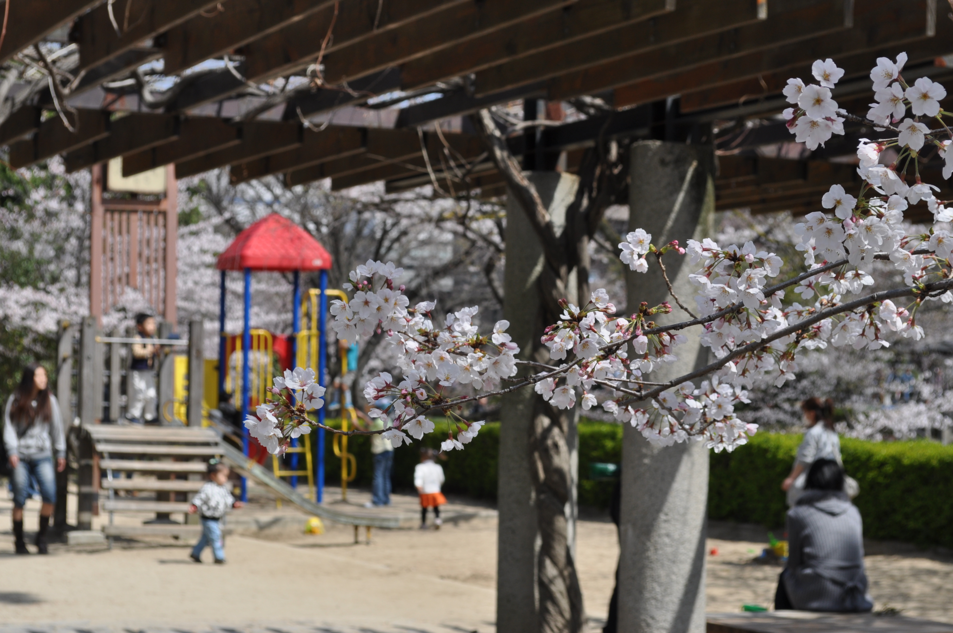 夙川公園南から北へ　さくら散策