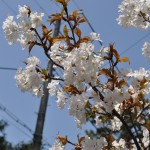 夙川舞桜