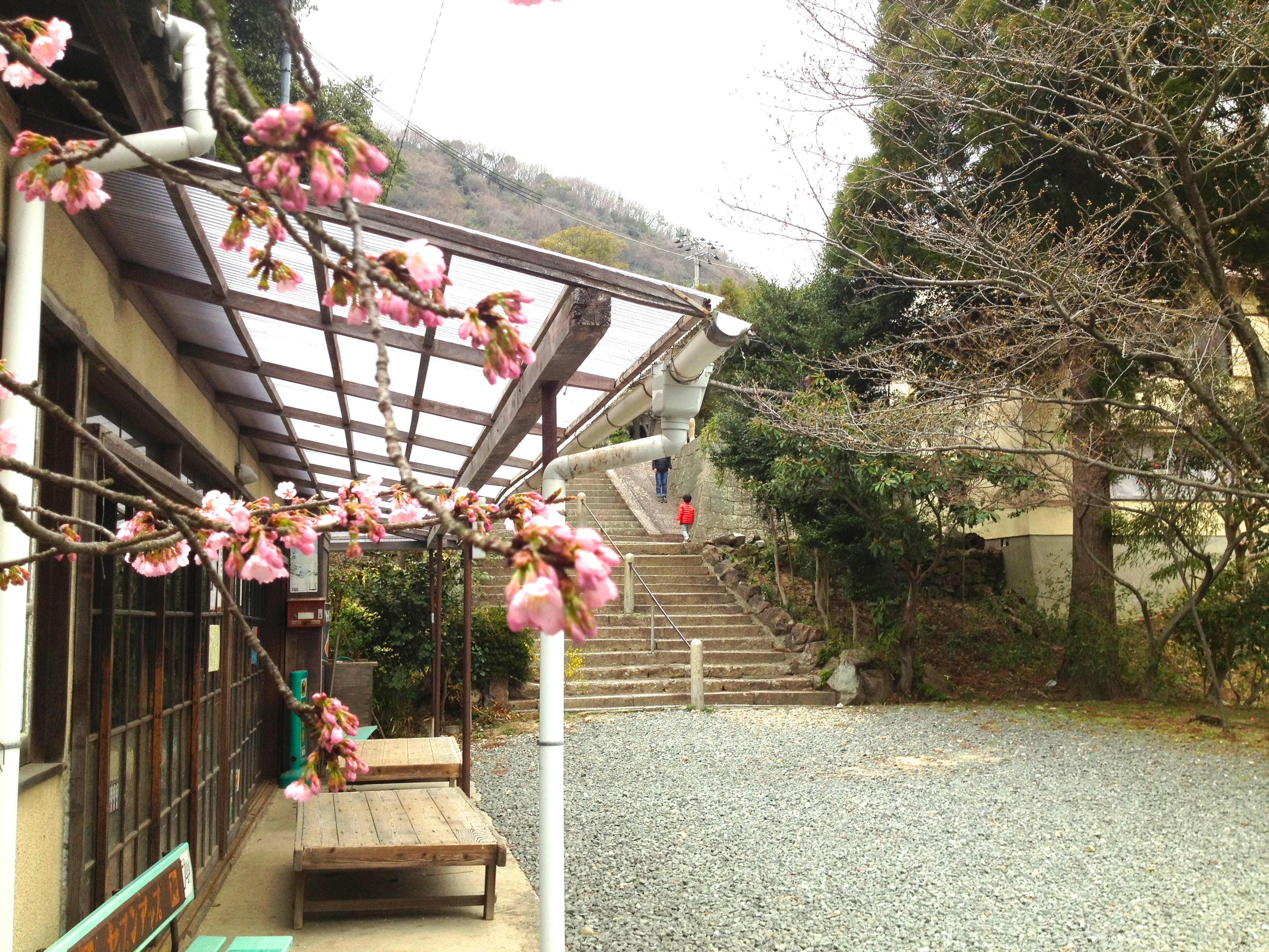 山門の下の茶屋の前の　少しピンクの色の濃い桜が三分咲き