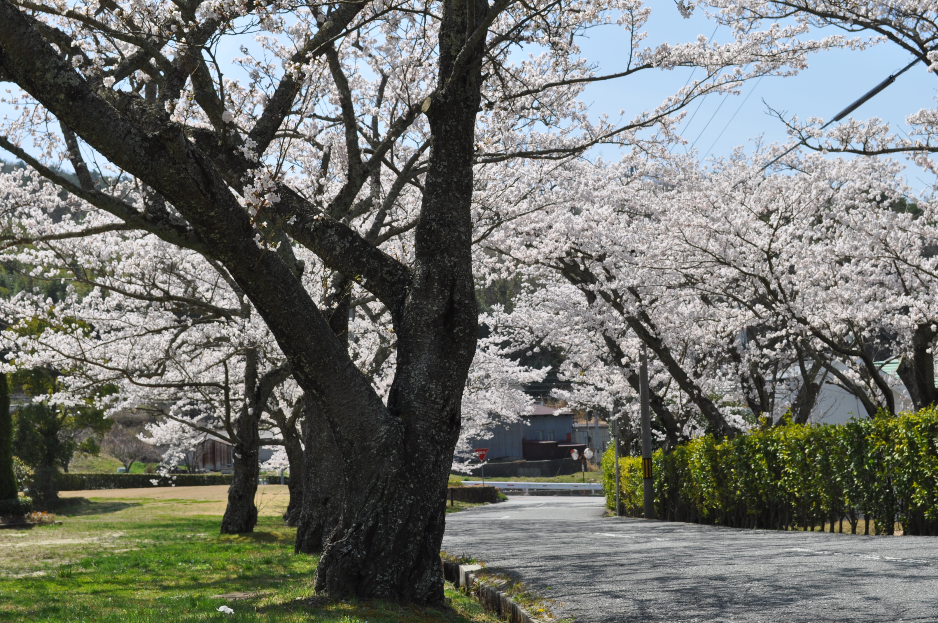 船坂の西宮高原ゴルフ場の入り口の桜並木