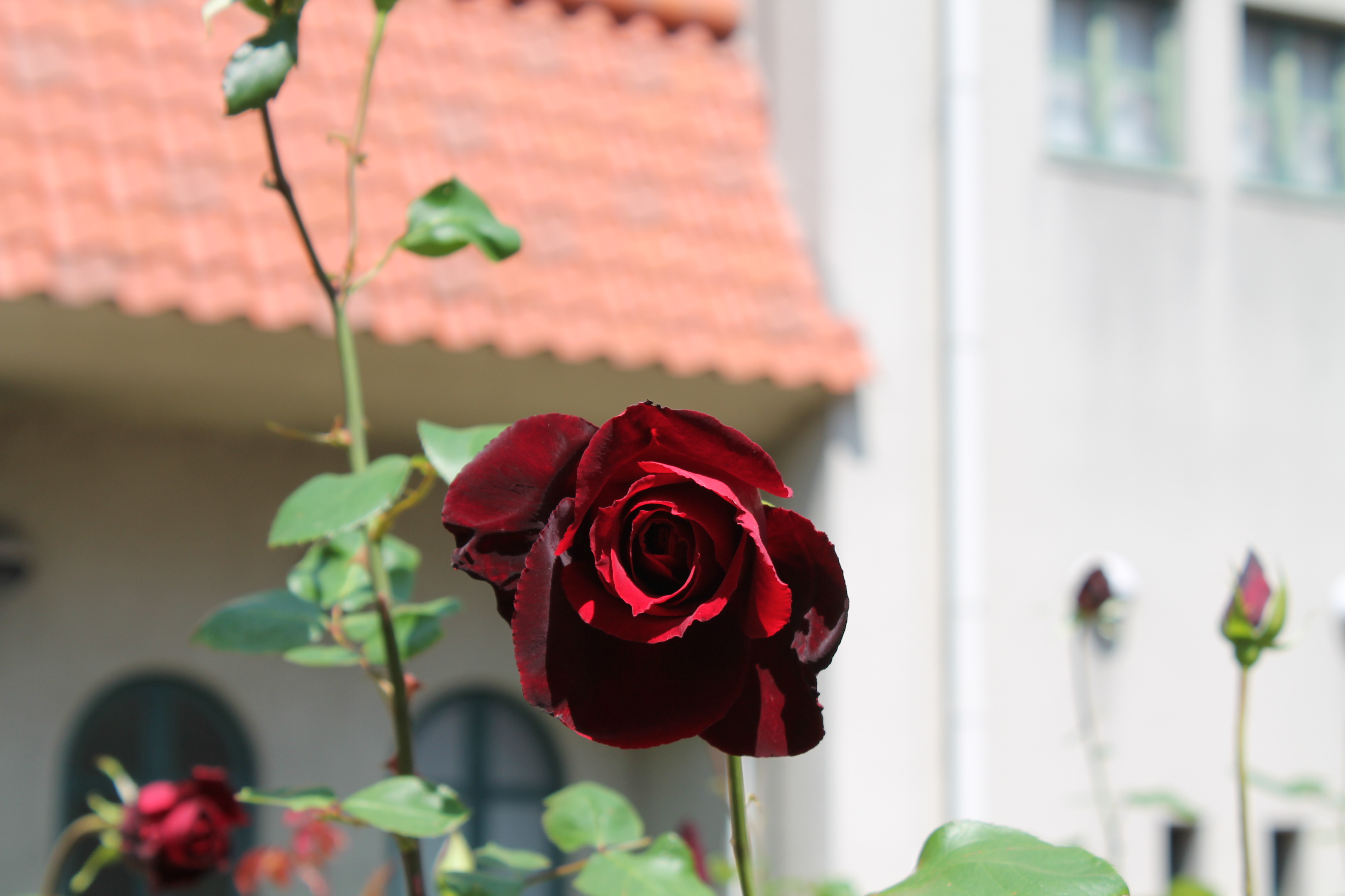 ベルサイユの薔薇