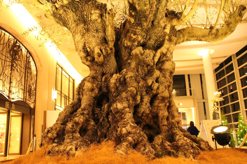 樹齢500年、1.5トンのオリーブの巨木