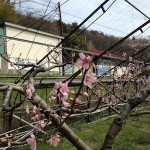 Happy Farm はじめの一歩