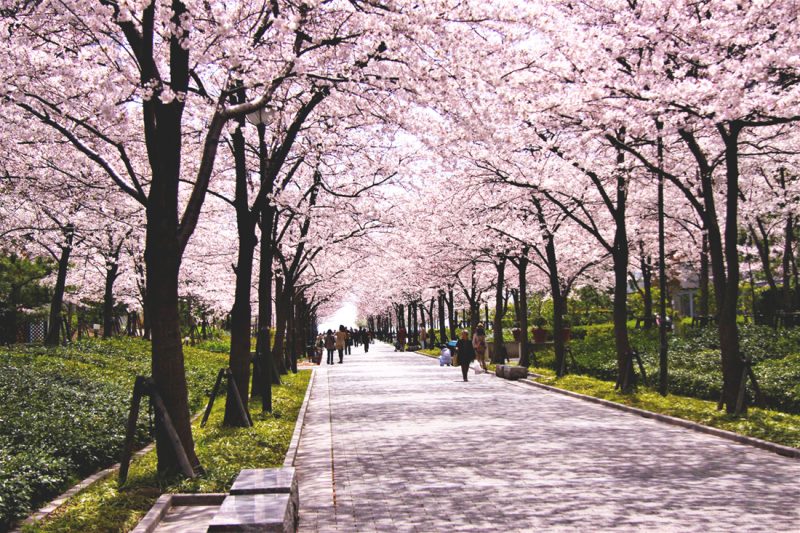 西宮浜　桜