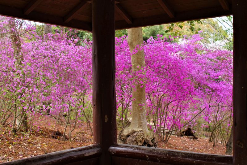 広田神社コバノミツバツツジ
