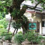 公智神社のヤマモモの木