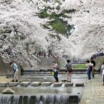 夙川河川敷公園 桜が満開の季節