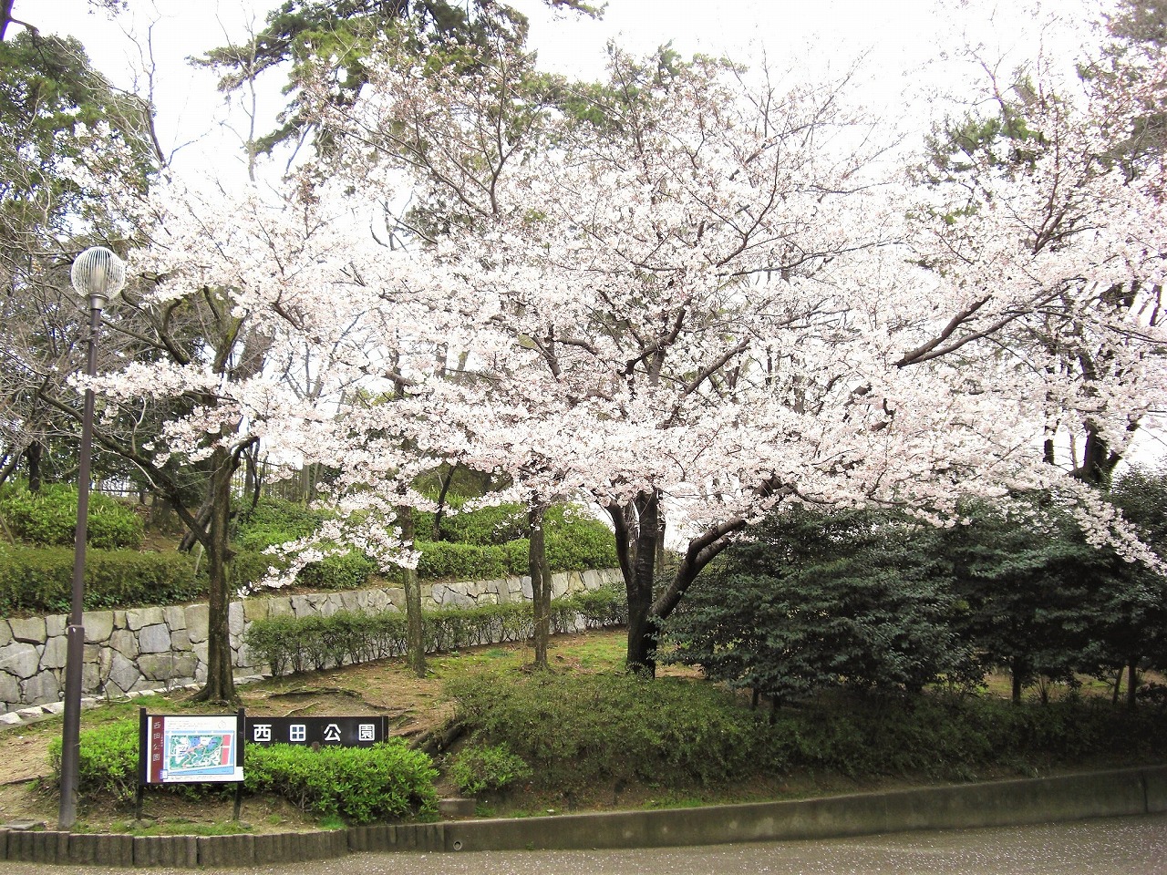 桜　西田公園