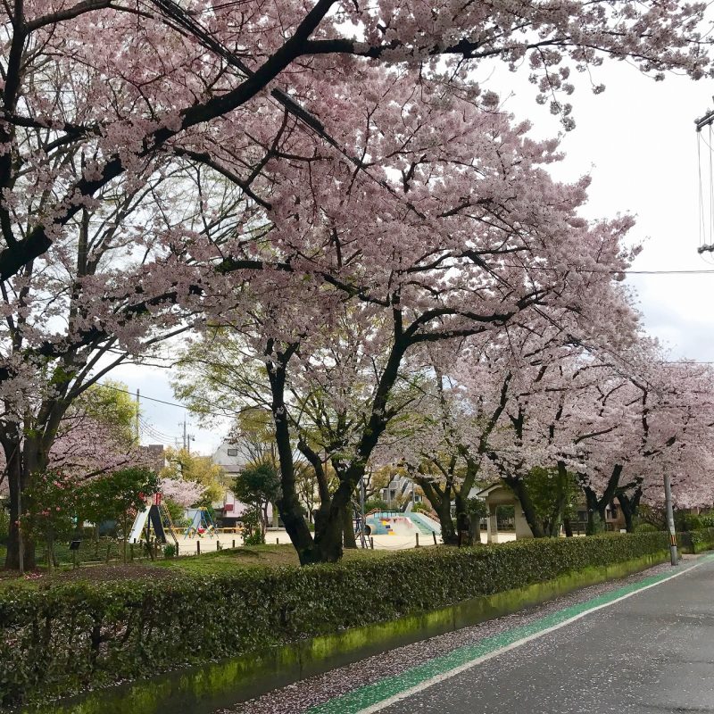 桜　　弁天公園