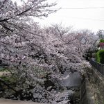 桜　中新田川