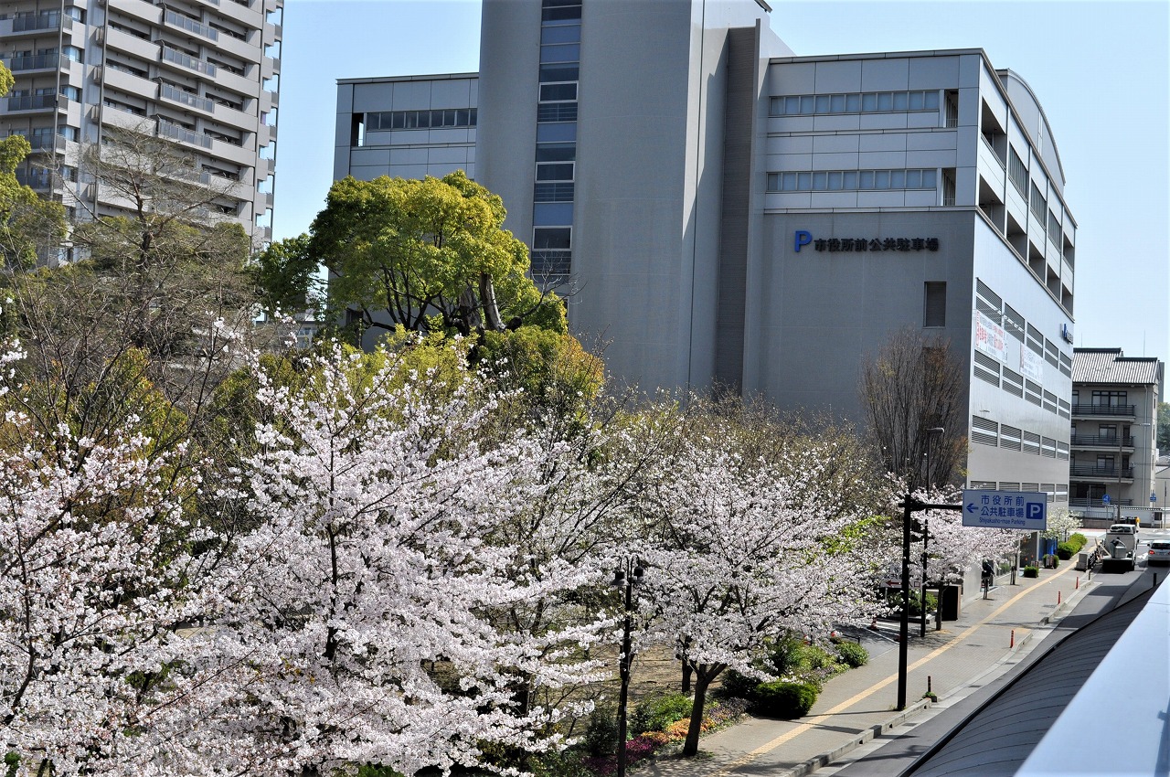 桜　六湛寺公園