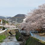 桜　御手洗川