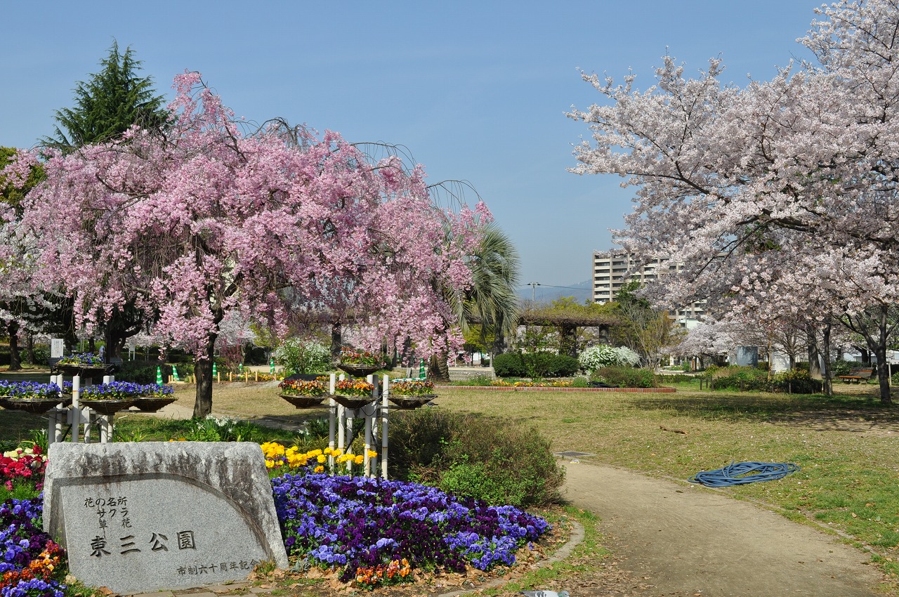 桜　東三公園