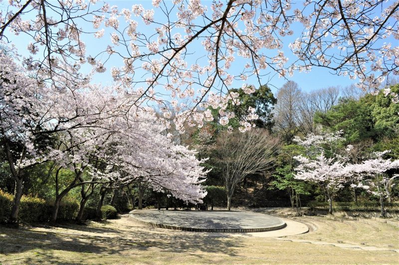 桜　甲山森林公園