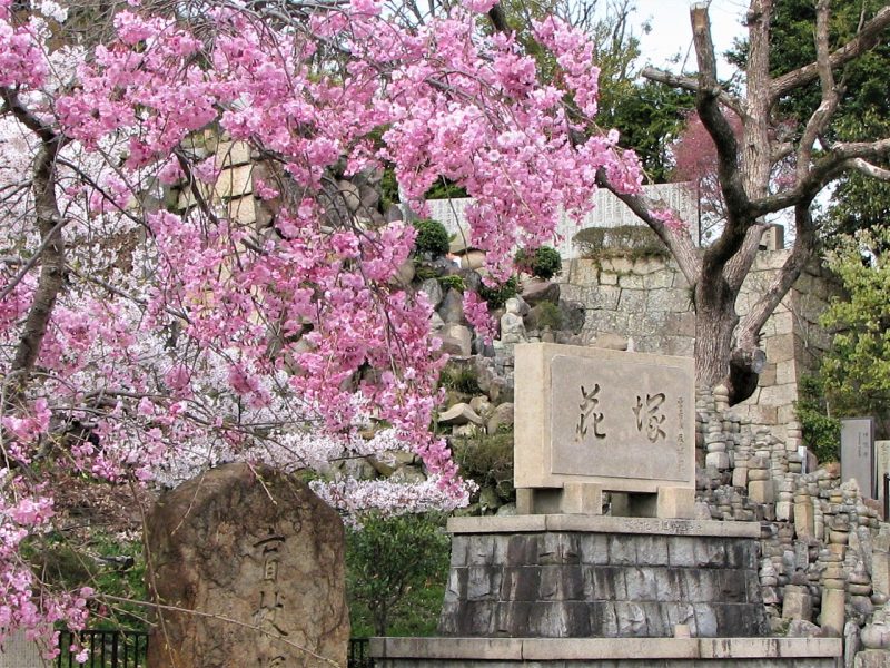 桜　神呪寺