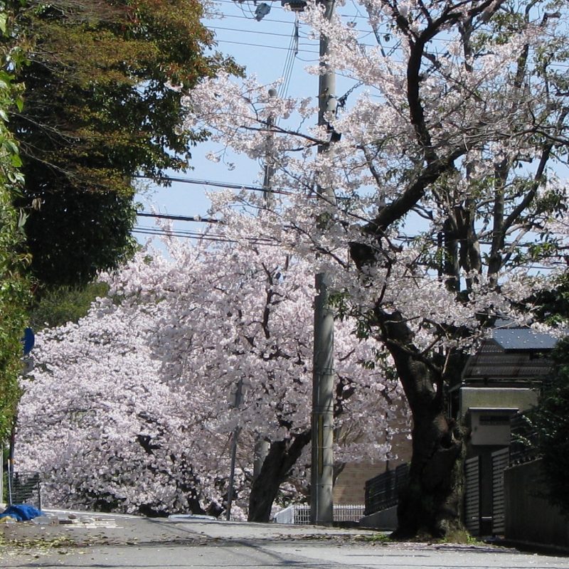 桜　越木岩神社の西