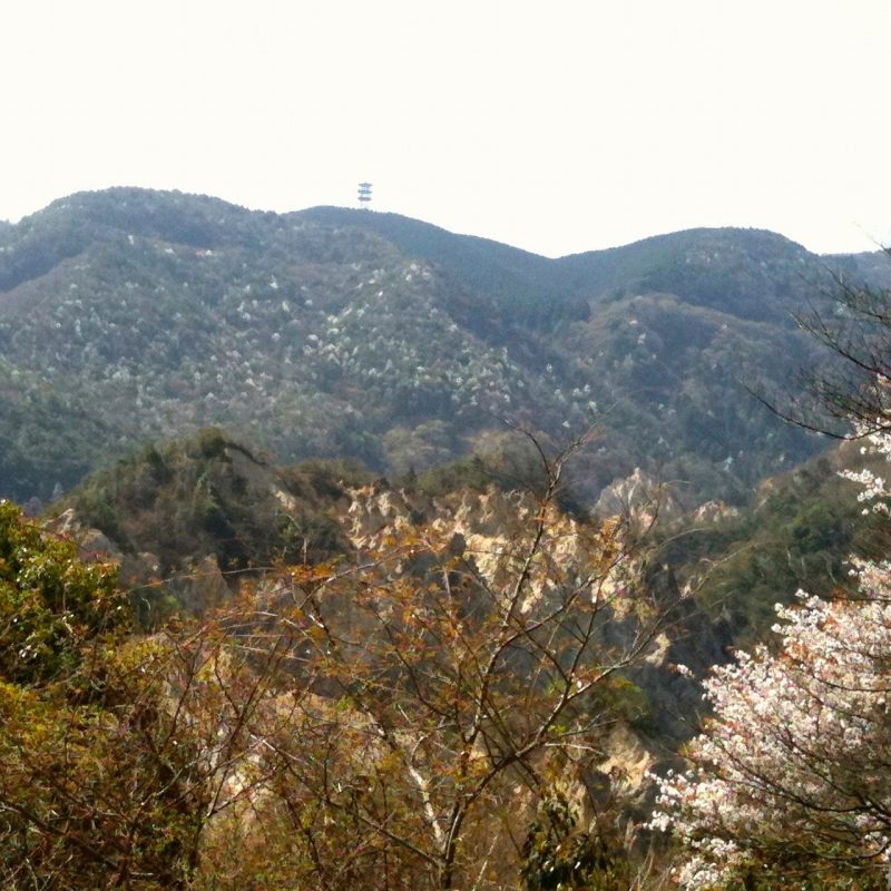 蓬莱峡の山桜
