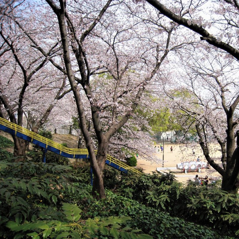 桜　豊楽公園