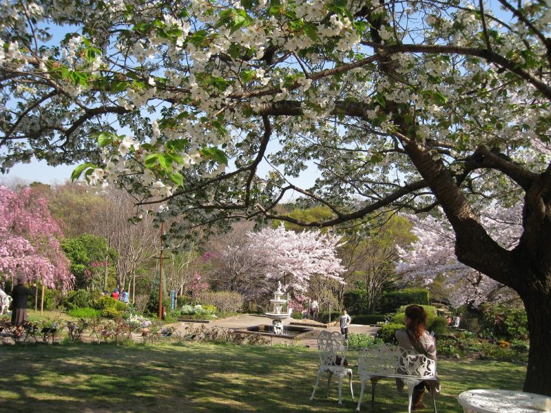 桜　北山緑化植物園