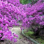 廣田神社　コバノミツバツツジ