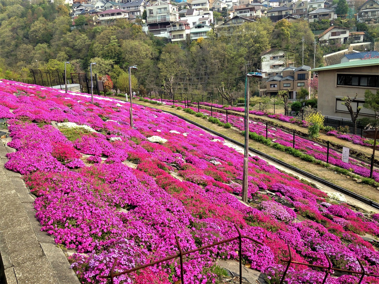 芝桜　地滑り公園（芝桜）