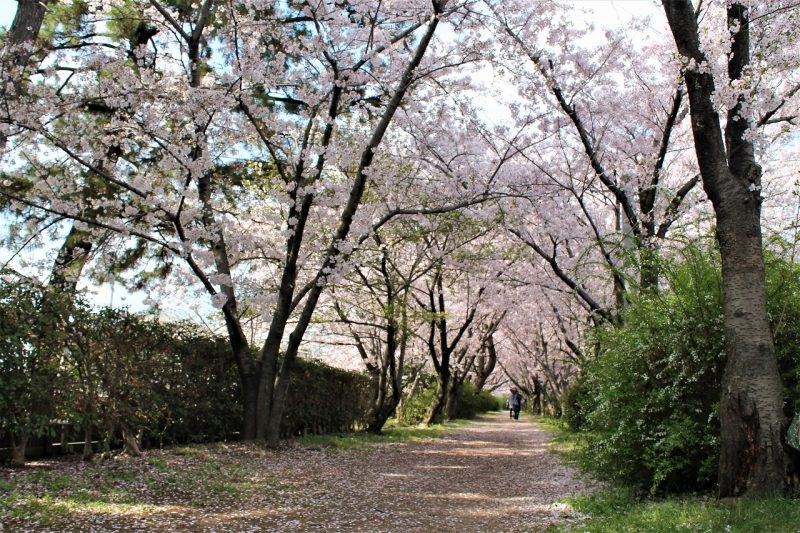 桜　桜づつみ回廊