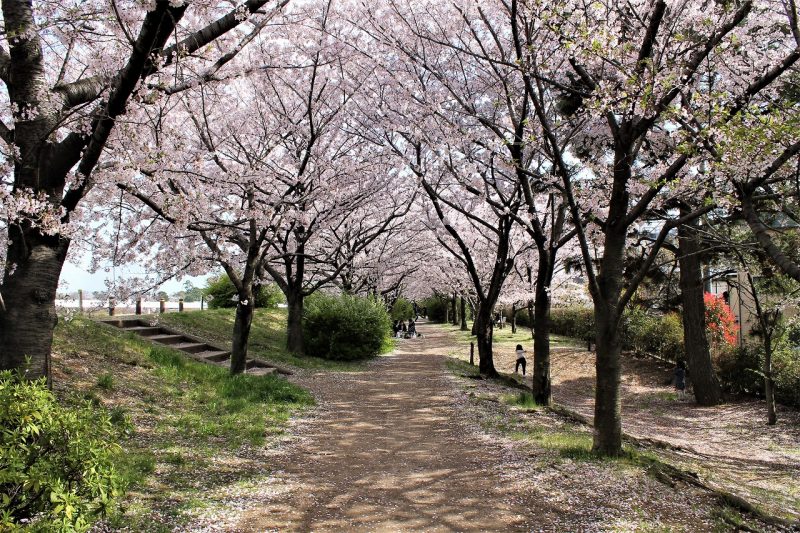 桜　桜づつみ回廊