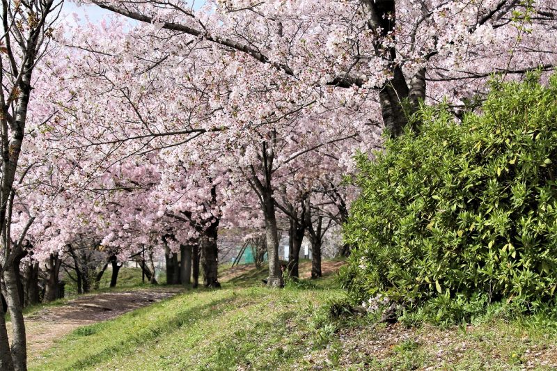 　桜　桜づつみ回廊