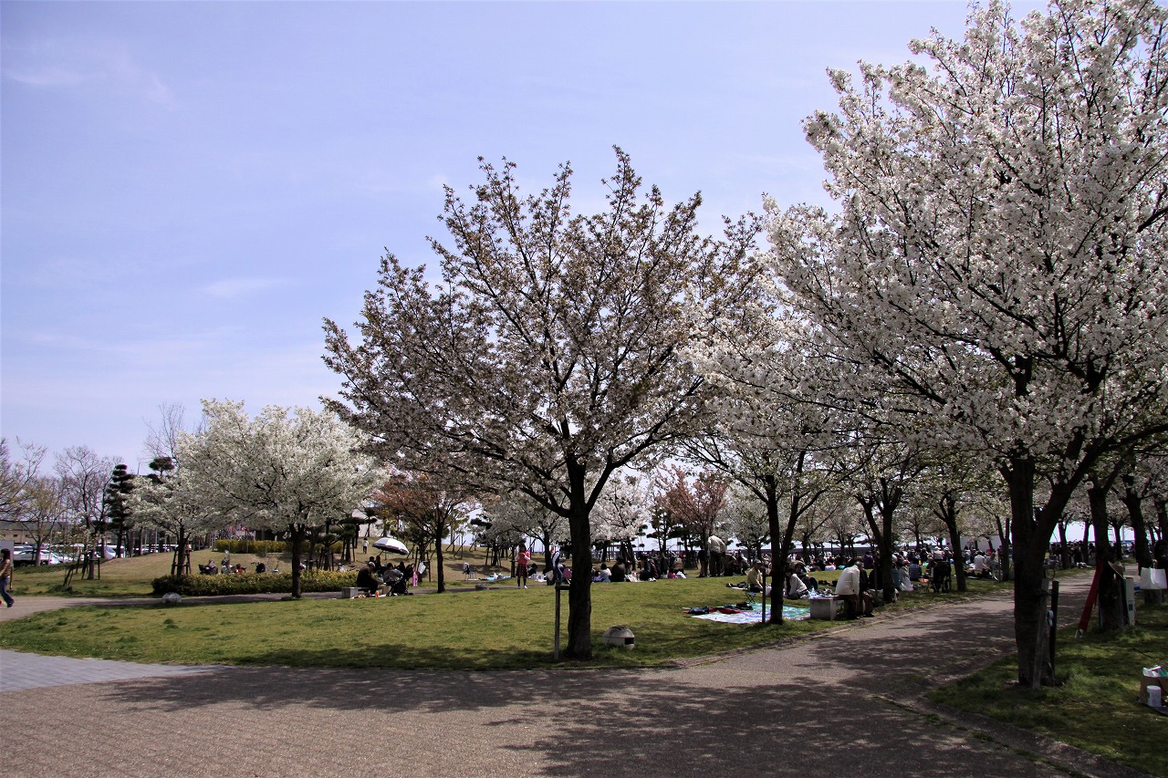 桜　西宮浜