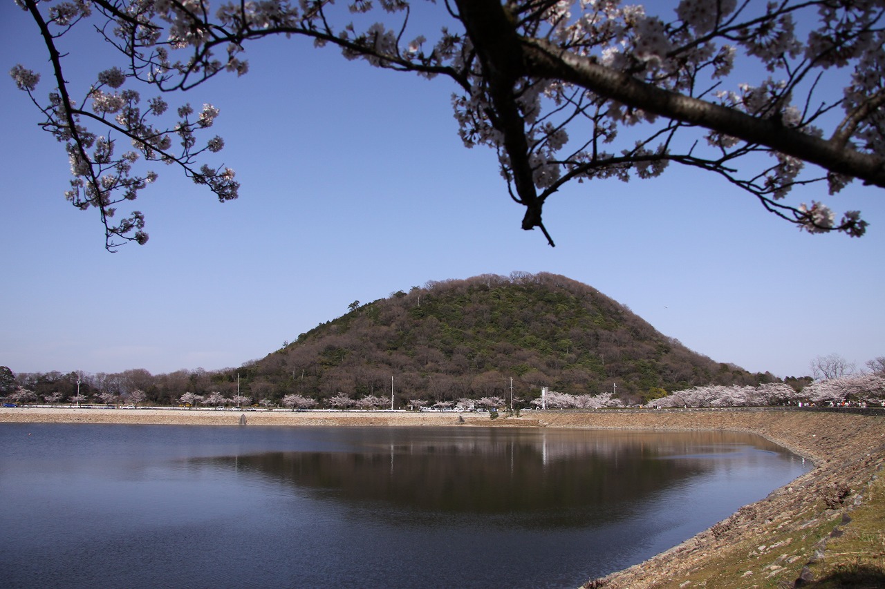 桜　北山貯水池