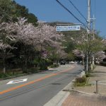 桜　甲山森林公園