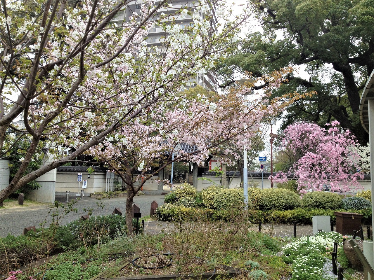 桜　六湛寺公園