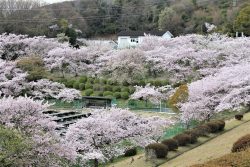 桜　北山貯水池