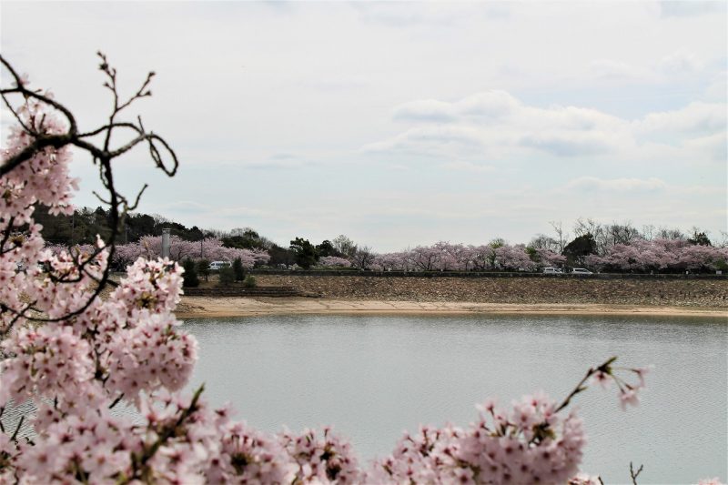 桜　北山貯水池