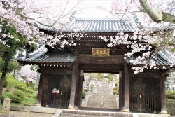 桜　神呪寺