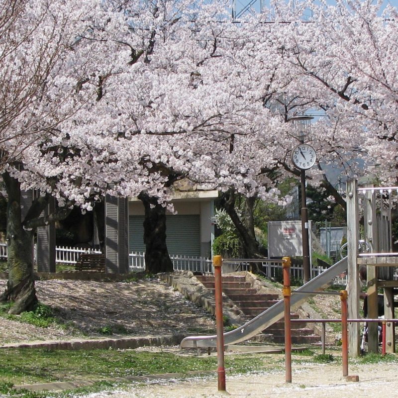 桜 　木津山公園　