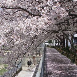 皿池公園