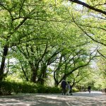 夙川　緑のトンネル