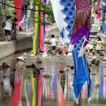 夙川　鯉のぼり